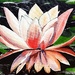Water lily (painting) by stuart46