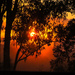foggy sunrise by koalagardens