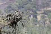30th Apr 2021 - The Ospreys are back!