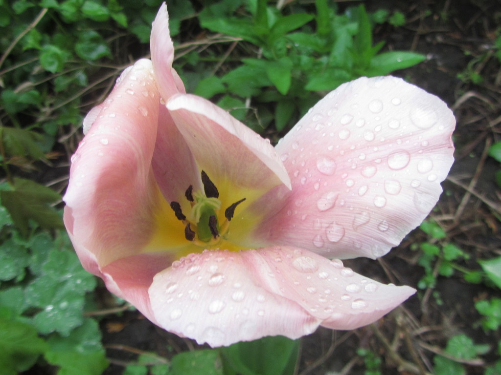 Rain on a tulip flower. by grace55
