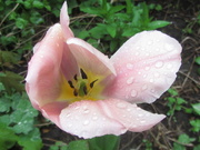 30th Apr 2021 - Rain on a tulip flower.