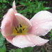 Rain on a tulip flower. by grace55