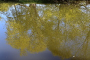 29th Apr 2021 - Reflections......