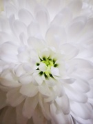 28th Apr 2021 - Chrysanthemum