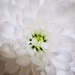Chrysanthemum by plainjaneandnononsense