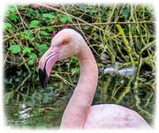30th Apr 2021 - Flamingo Friday