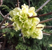 30th Apr 2021 - Spring green blossom