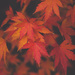 Autumn goodness by brigette