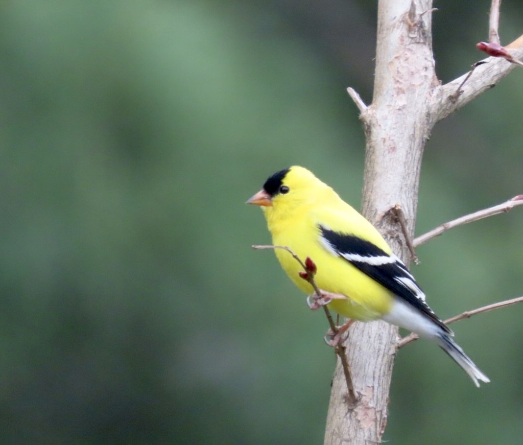 Sunny perch by kimhearn