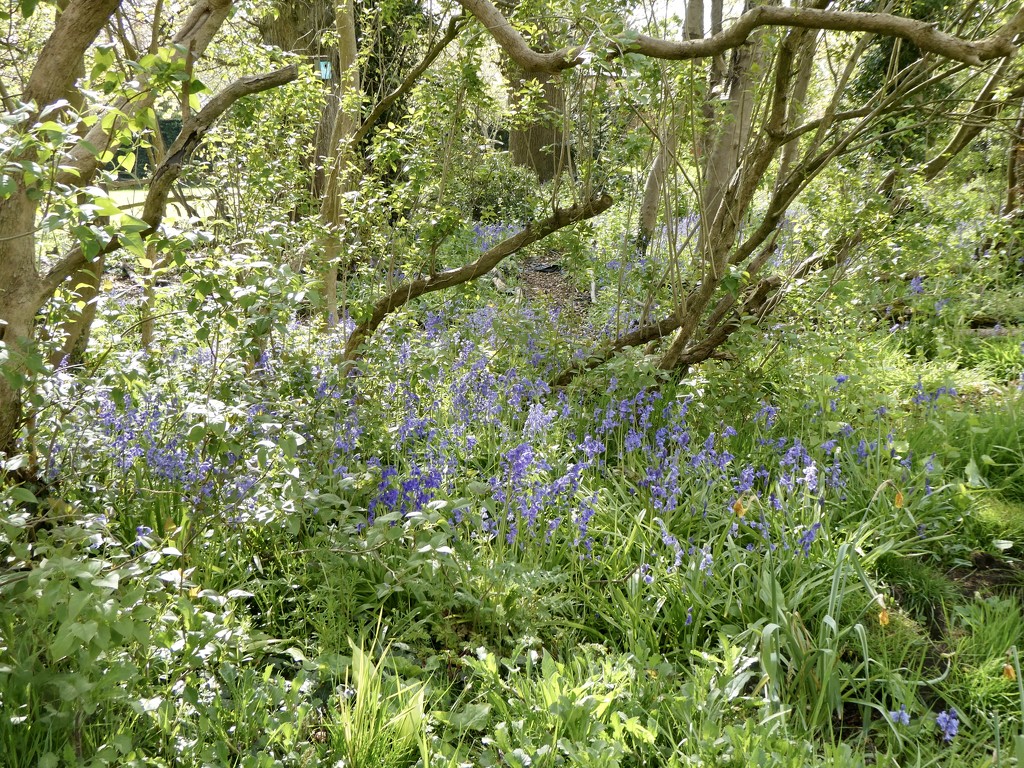 Bluebells at Elford by orchid99