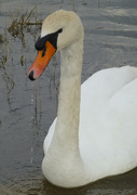 30th Apr 2021 - Dribbling Swan