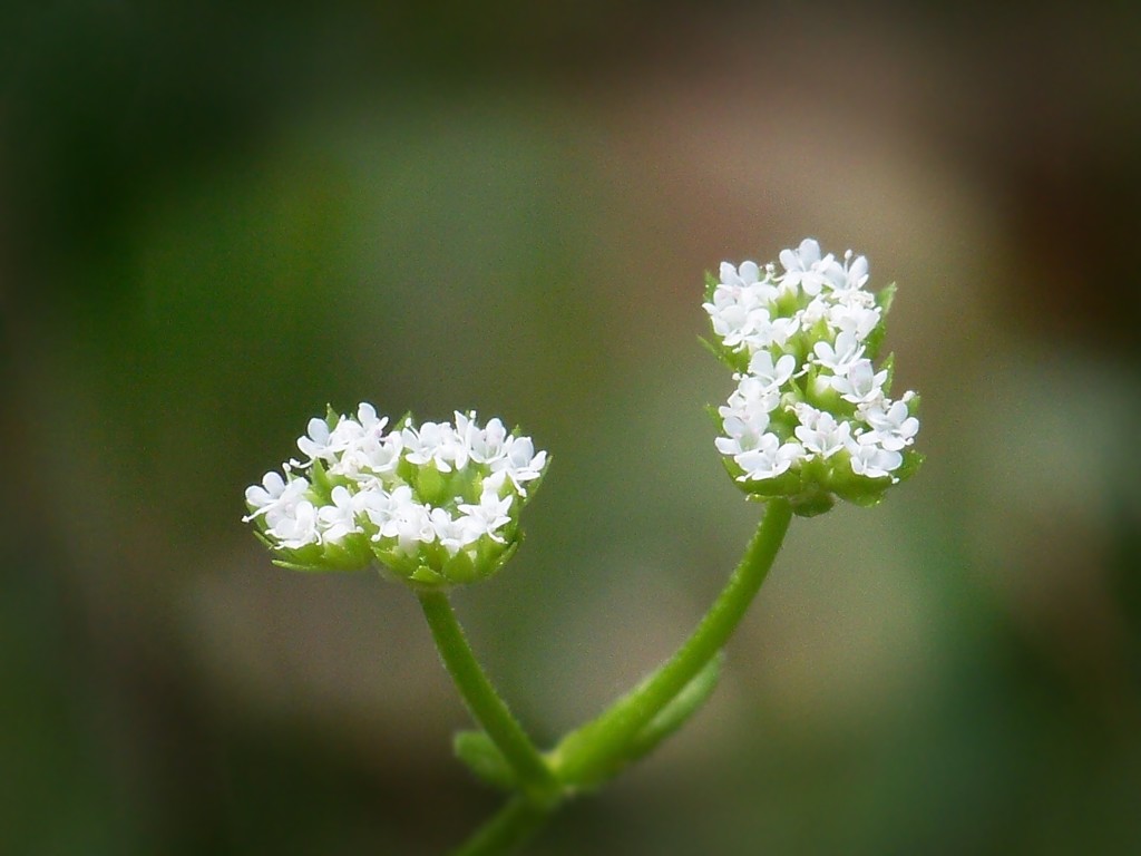 My 14th wildflower find of spring... by marlboromaam