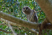 30th Apr 2021 - Young Barred Owl