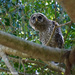 Young Barred Owl by falcon11