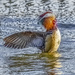 Mandarin duck  by shepherdmanswife