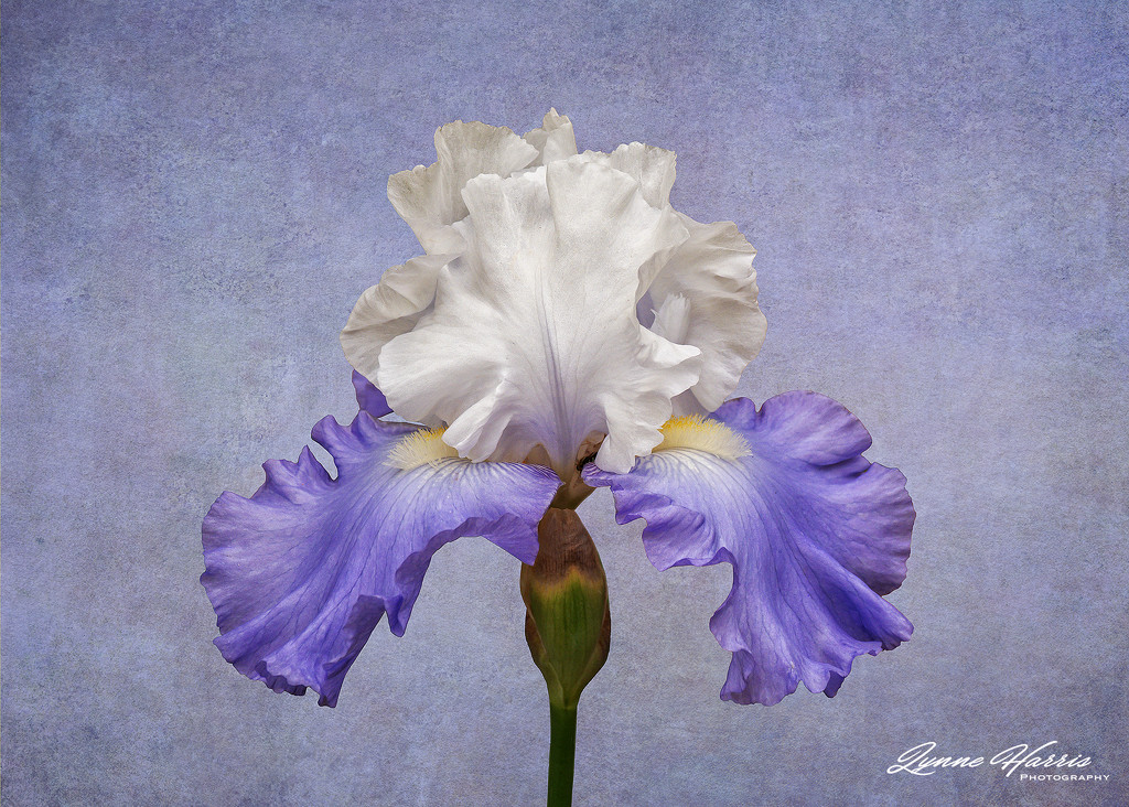 Purple/White Iris by lynne5477