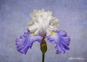 22nd Apr 2021 - Purple/White Iris