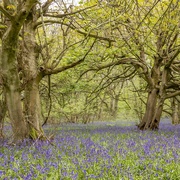30th Apr 2021 - Bluebell woods 