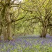 Bluebell woods  by shepherdmanswife