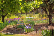 30th Apr 2021 - Clark Garden's of Weatherford