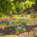 Clark Garden's of Weatherford by lynne5477