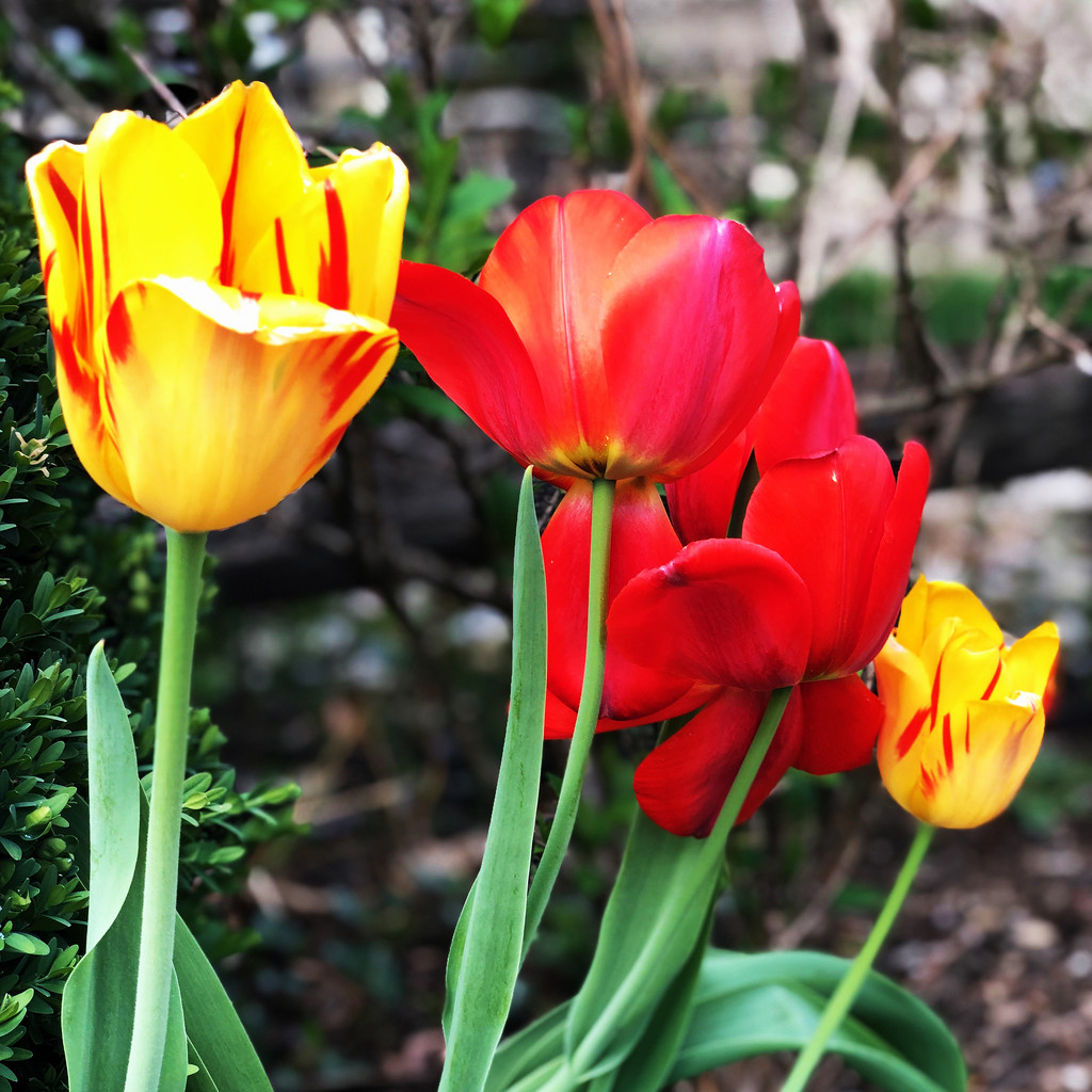 Four Tulips by yogiw