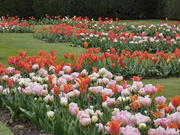 30th Apr 2021 - Tulips Galore 
