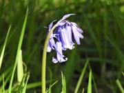 30th Apr 2021 -  Bluebell at Hergest Croft 