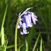  Bluebell at Hergest Croft  by susiemc