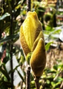 17th Mar 2021 - Yellow magnolia