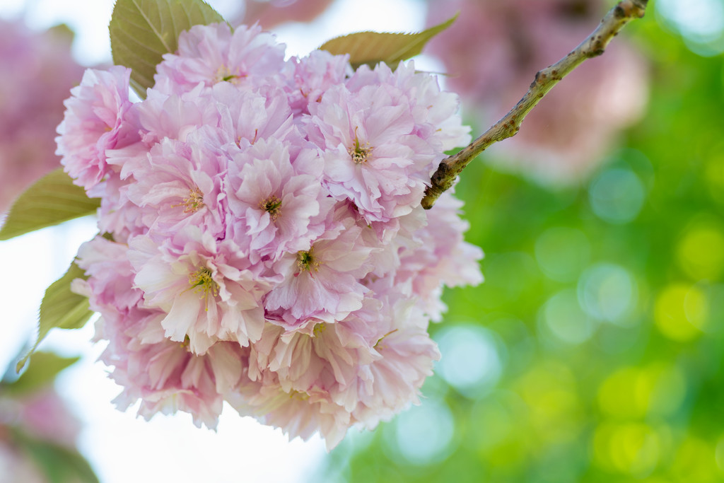 Cherry blossom by rumpelstiltskin