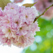 Cherry blossom by rumpelstiltskin