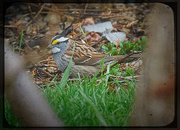30th Apr 2021 - White Throated Sparrow