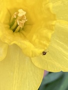 30th Apr 2021 - Daffodil Flower