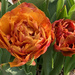 Tulips by 365projectmaxine