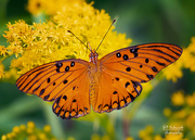 30th Apr 2021 - I do love butterflies!