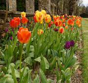 30th Apr 2021 - 0430 - Tulips at Hever Castle