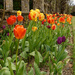 0430 - Tulips at Hever Castle by bob65