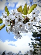 30th Apr 2021 - Cherry Blossom