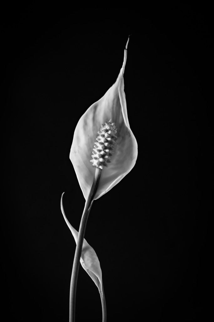 peace lily blossom by jernst1779