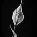 peace lily blossom by jernst1779