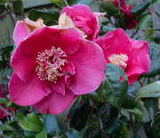 30th Apr 2021 - Camellia