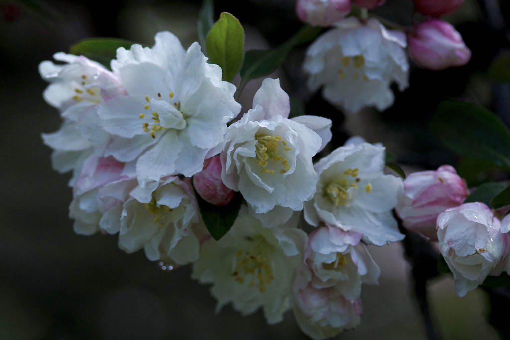 Crabapple Blossoms by berelaxed