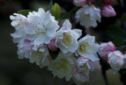 30th Apr 2021 - Crabapple Blossoms