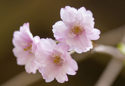 30th Apr 2021 - Japanese Cherry Blossoms