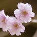 Japanese Cherry Blossoms by pdulis