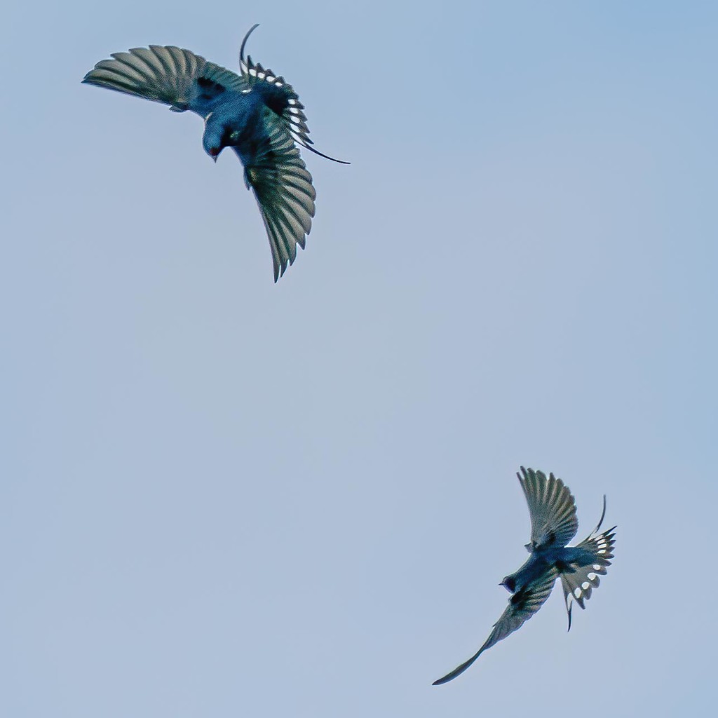 Swallows in flight. by padlock