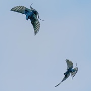 30th Apr 2021 - Swallows in flight.