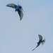 Swallows in flight. by padlock