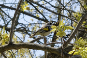 30th Apr 2021 - Yellow-rumped warbler 